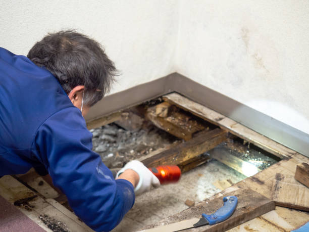 Best Home Mold Removal  in Webb City, MO