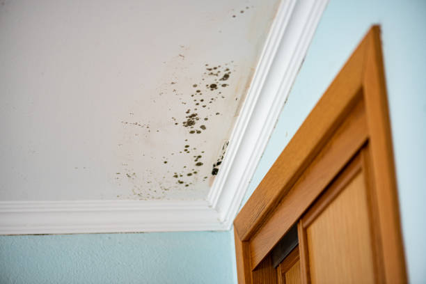 Home Mold Removal in Webb City, MO