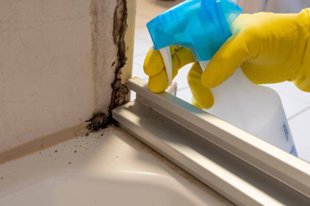 Best Black Mold Removal  in Webb City, MO
