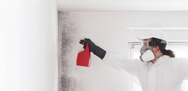 Best Toxic Mold Removal  in Webb City, MO