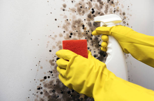 Best Mold Testing  in Webb City, MO