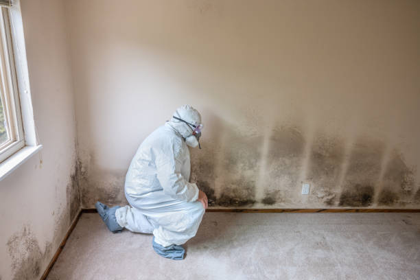 Best Office Mold Removal Services  in Webb City, MO
