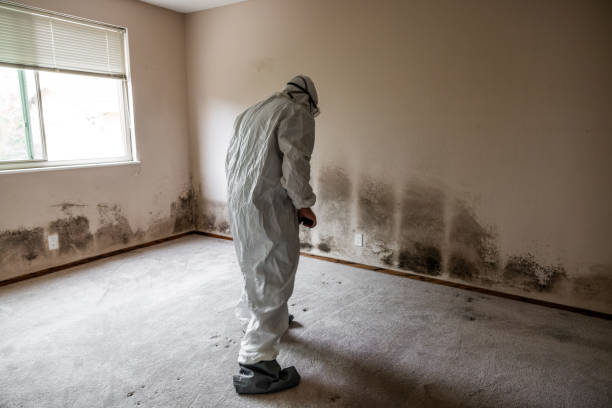 Best Mold Cleaning Services  in Webb City, MO