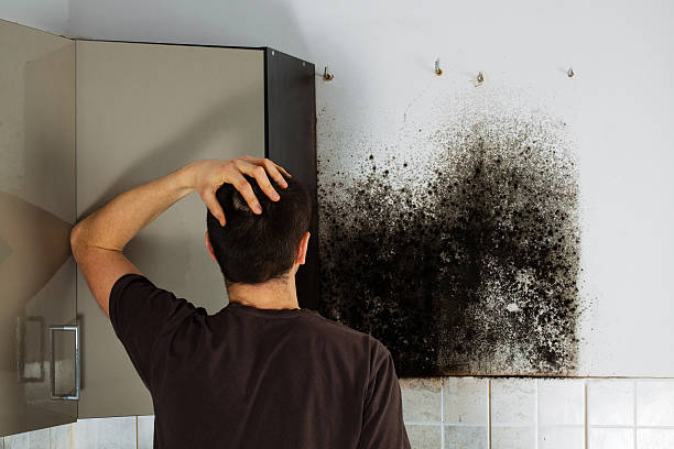 Best Attic Mold Removal  in Webb City, MO