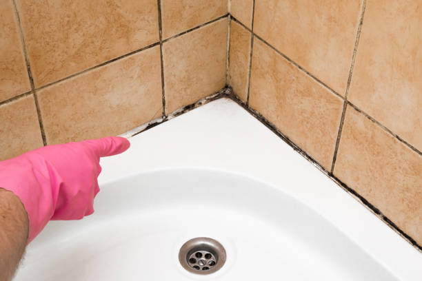Best Commercial Mold Removal  in Webb City, MO