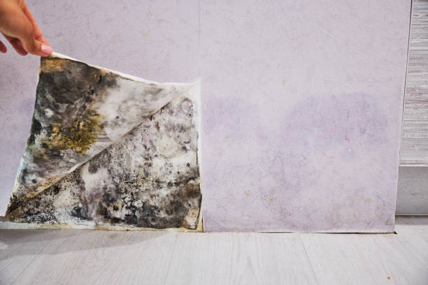 Mold Removal Process in Webb City, MO